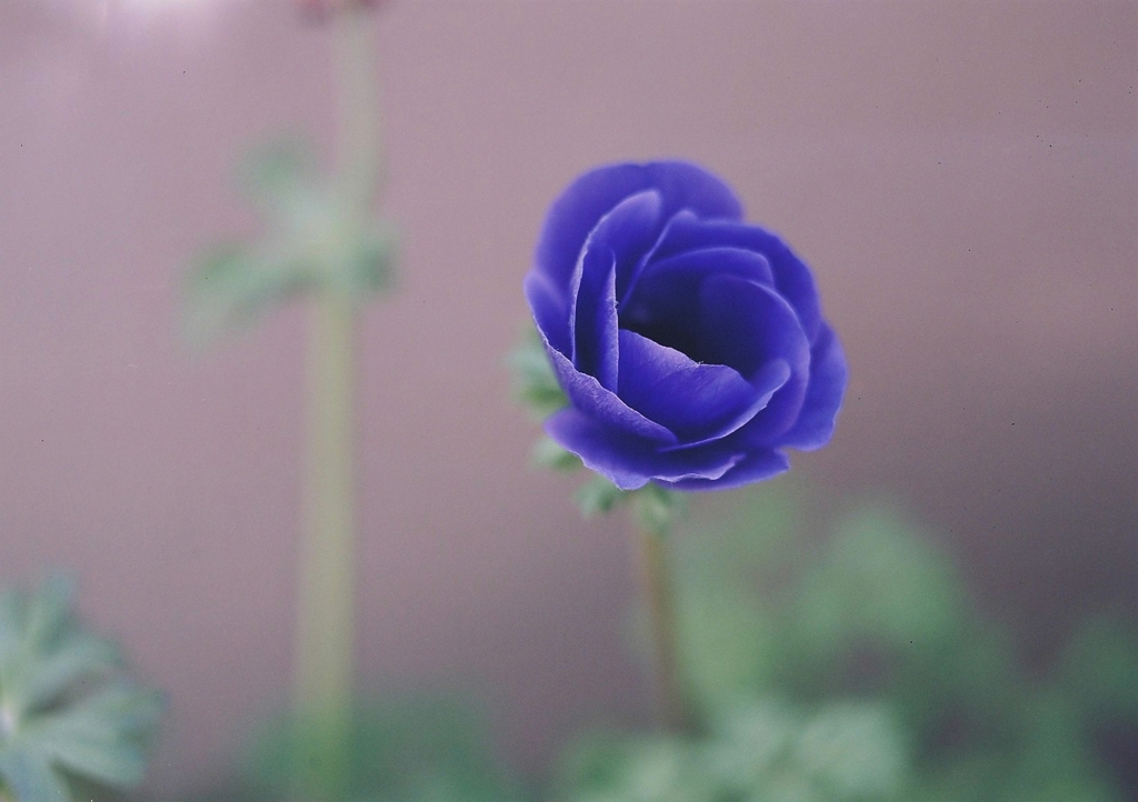 紫のアネモネ By Kozzytan Id 写真共有サイト Photohito