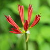 紅い蕾