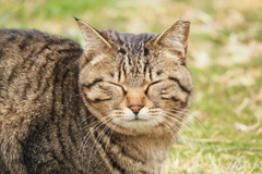 笑顔の野良猫