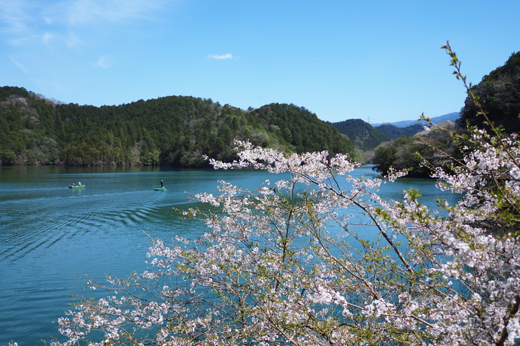 湖畔の桜