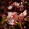 桜放射