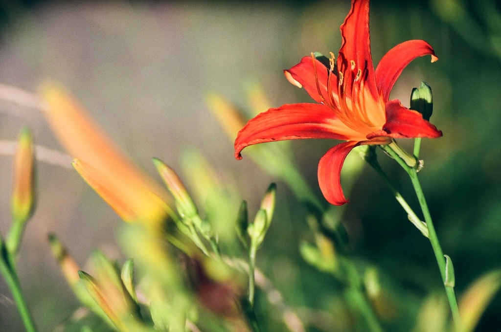 赤い百合の花 By Kozzytan Id 写真共有サイト Photohito