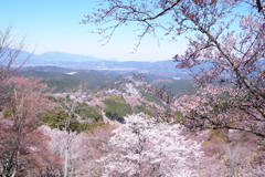 吉野山　中千本　桜　その２