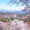 吉野山　中千本　桜　その２