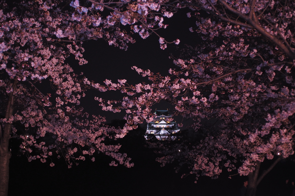 夜桜と天守閣
