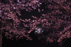夜桜と天守閣