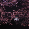 夜桜と天守閣