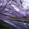 曽我川千本桜