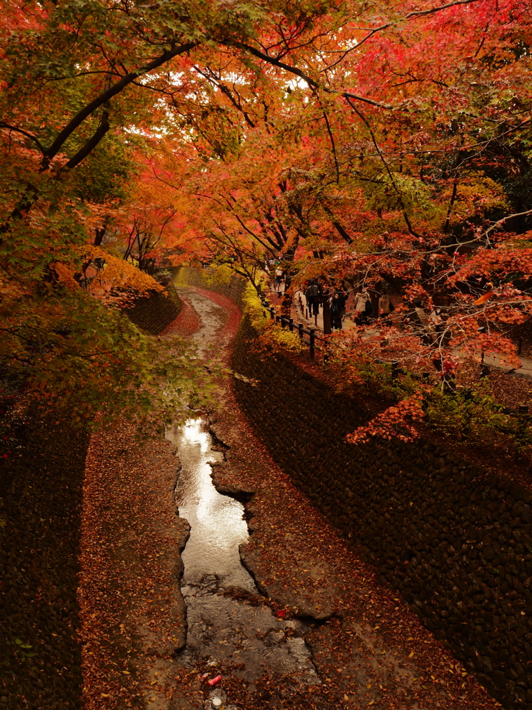北野天満宮　川沿いの紅葉