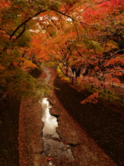 北野天満宮　川沿いの紅葉