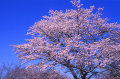 吉野の桜と青空