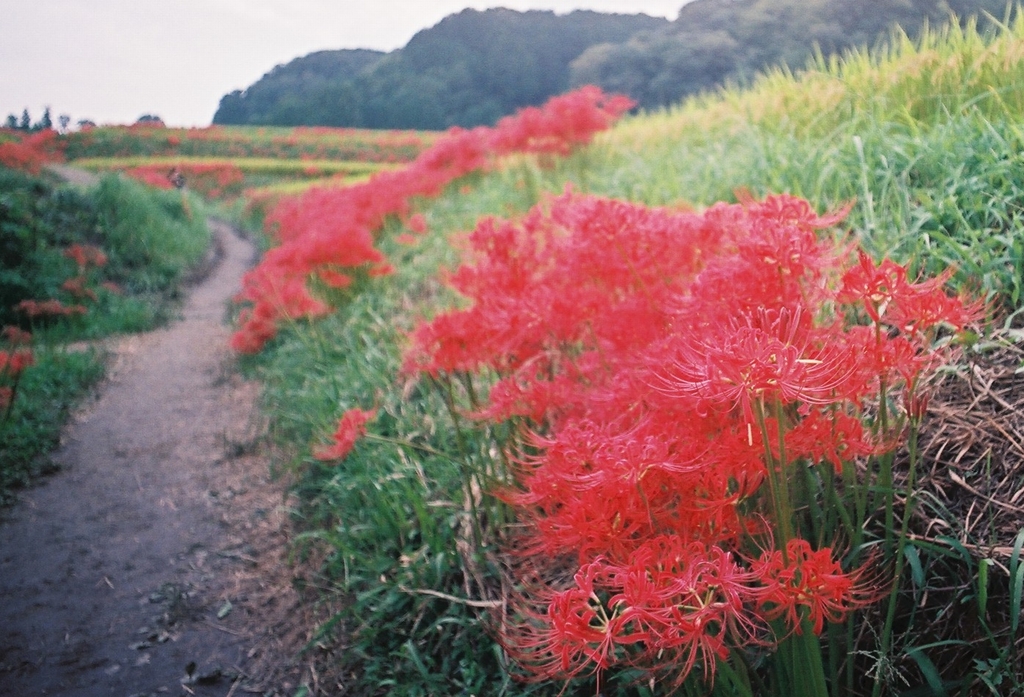 彼岸花が揺れる道　その２