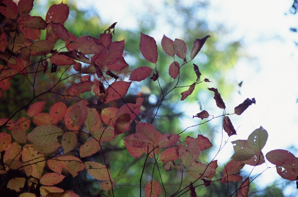 intermediate color