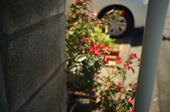 路傍の花