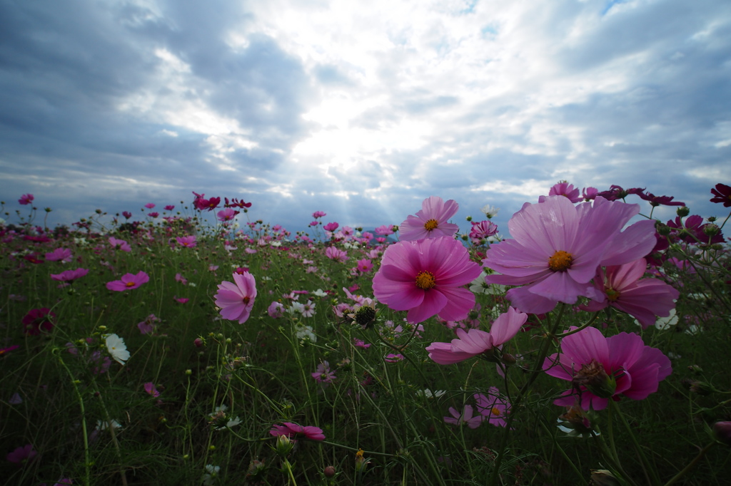 秋桜畑と秋の雲