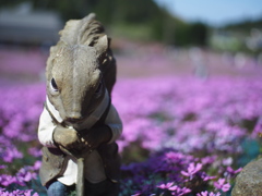 ピーターラビットと芝桜畑