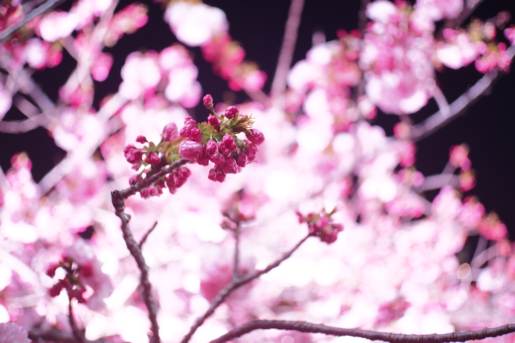 大阪造幣局　桜の通り抜け　6