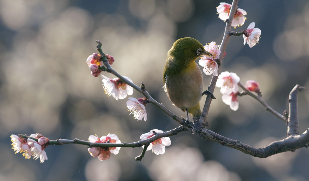 梅の花とメジロ