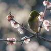梅の花とメジロ