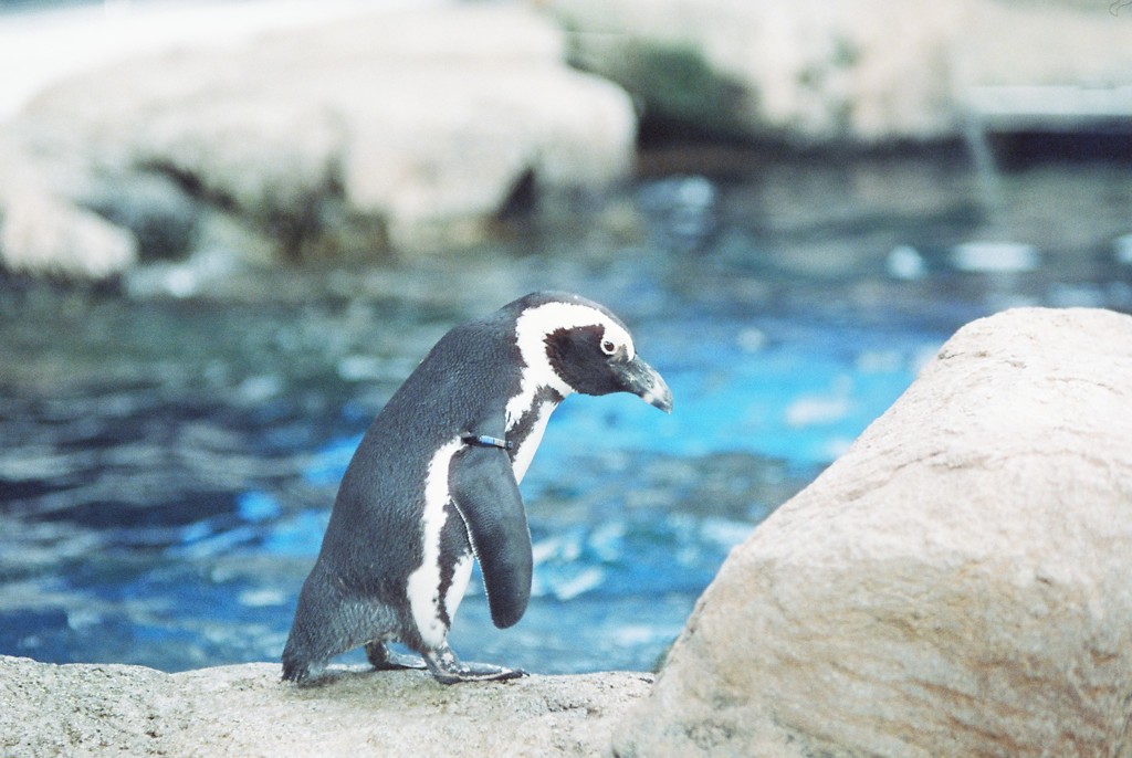ペンギン観察