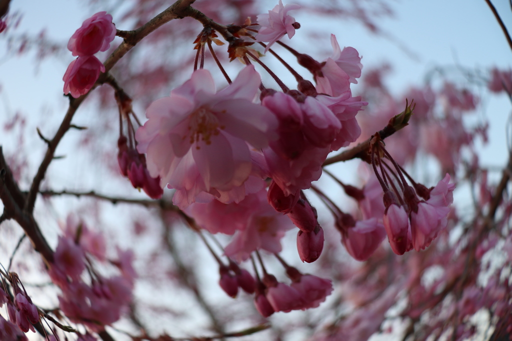 桜