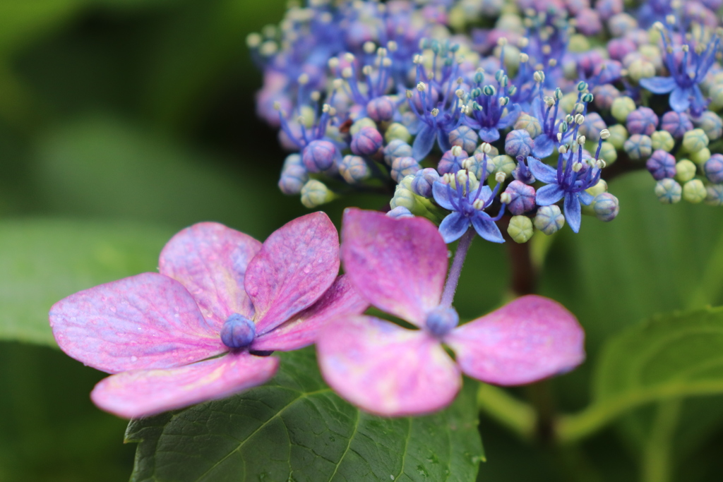 紫陽花