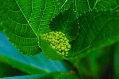 紫陽花