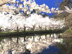 弘前の桜。上からも下からも
