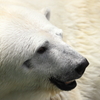 クマー