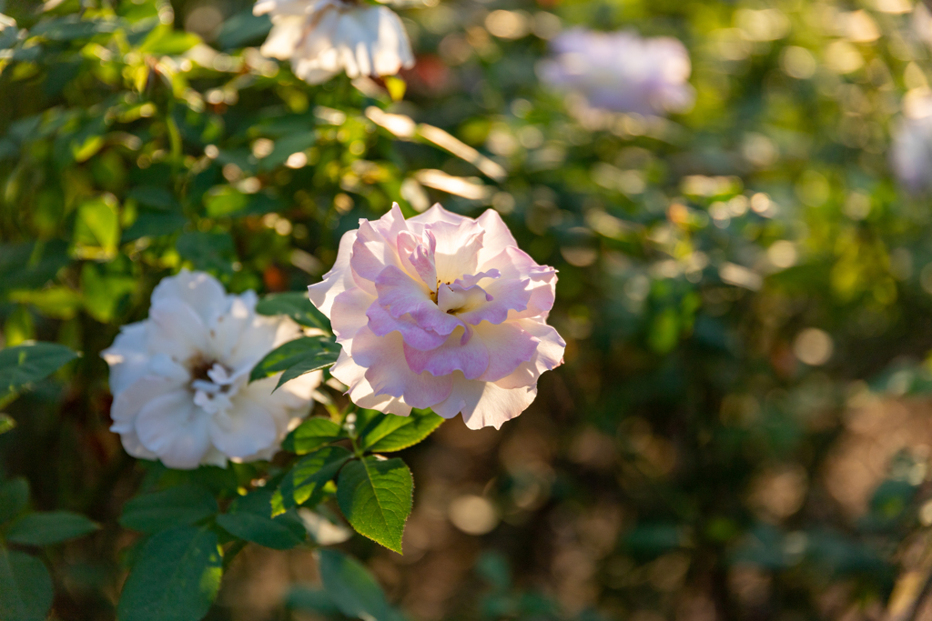 京都府立植物園にて　バラ