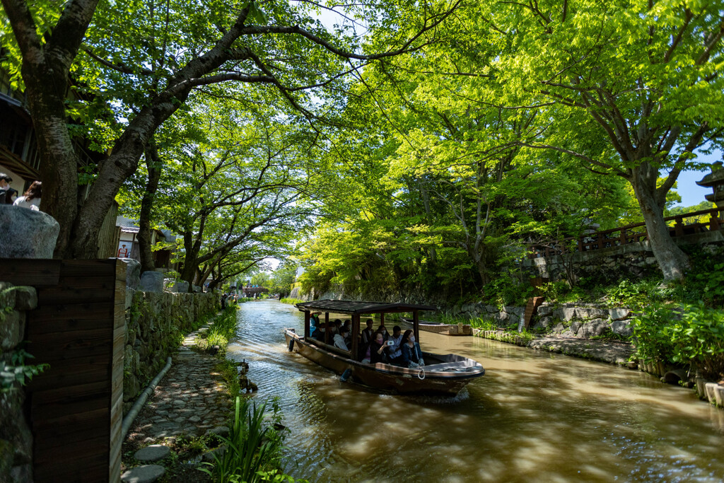 田植え水に温む八幡堀