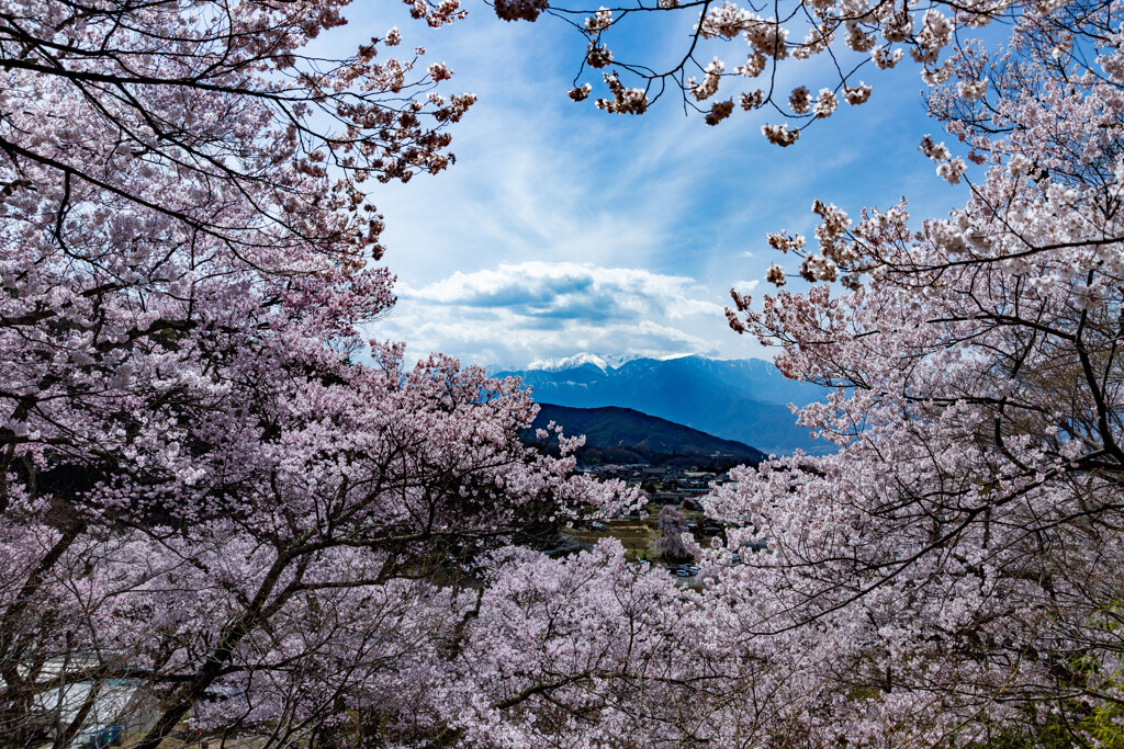 南アルプスを望む高遠城