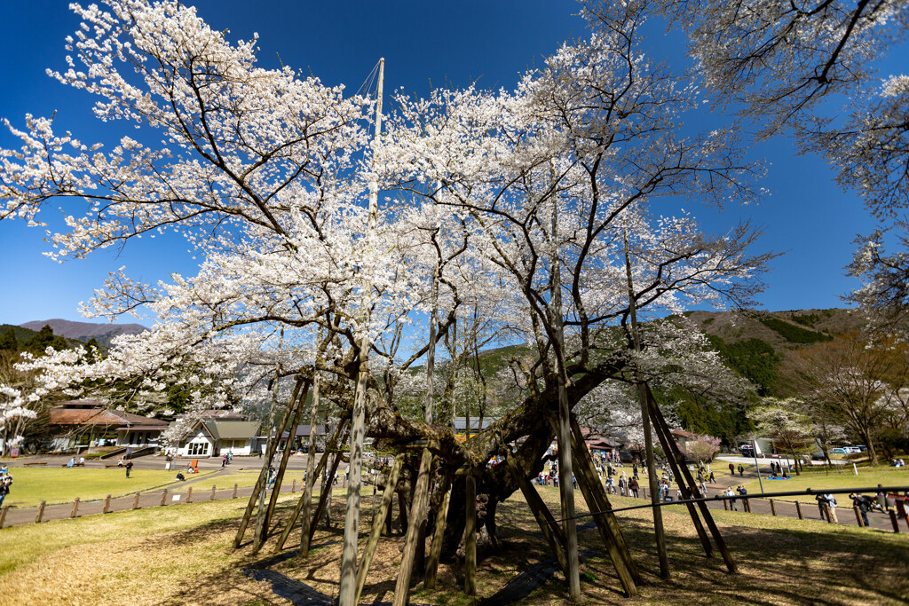 晴天の淡墨桜