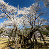 晴天の淡墨桜