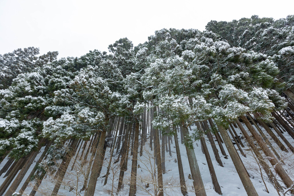 鯖街道の大雪（4）旧道