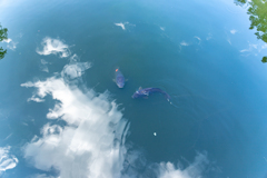 京都府立植物園にて　水面の青空に泳ぐ鯉