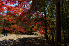 神護寺の秋　紅葉の大階段
