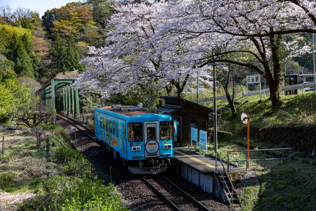 満開の樽見鉄道