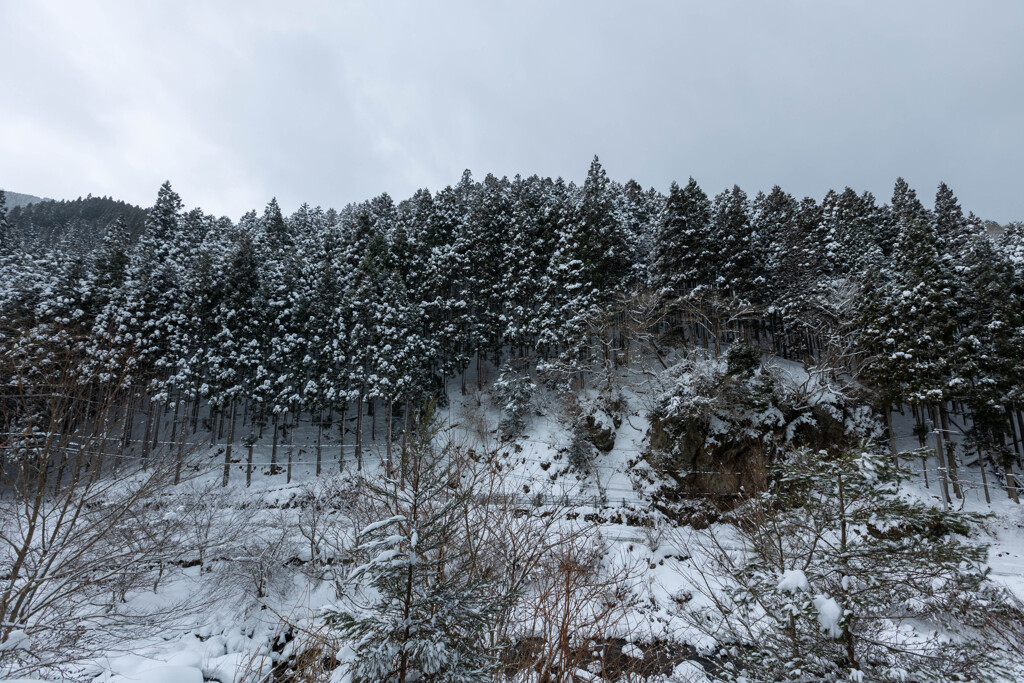 鯖街道の大雪（3）花折峠