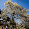 桜吹雪