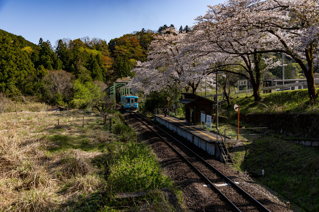 春爛漫の日当駅