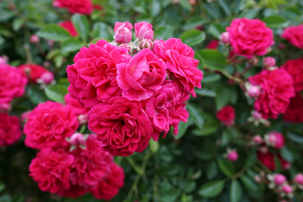 ピンクの薔薇