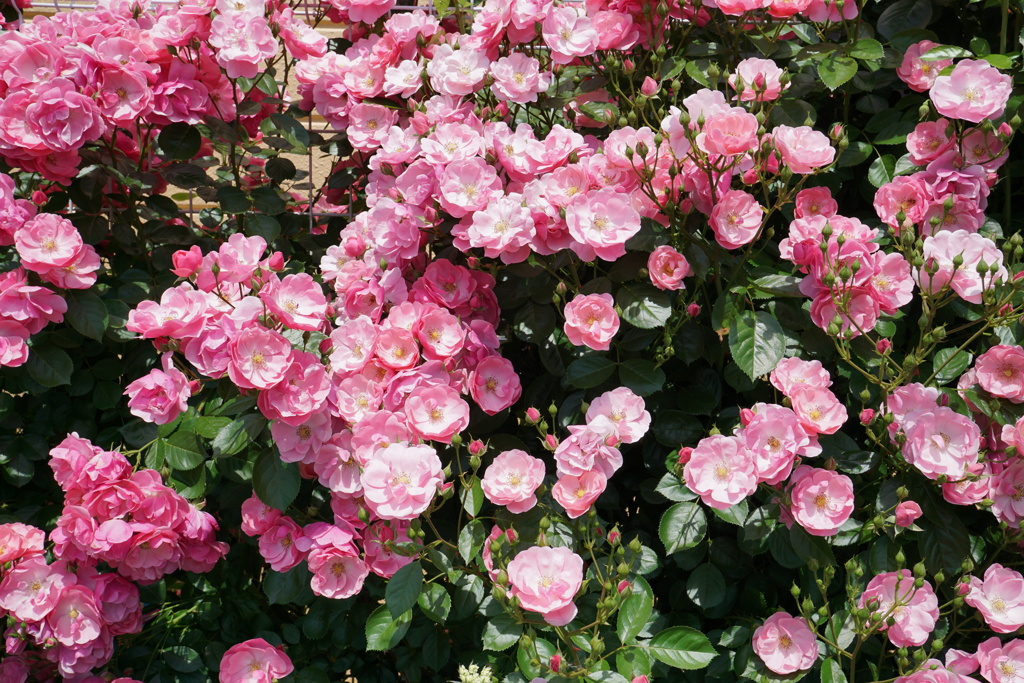 蔓薔薇