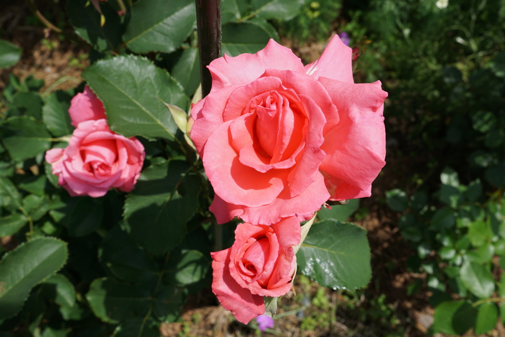 pink薔薇