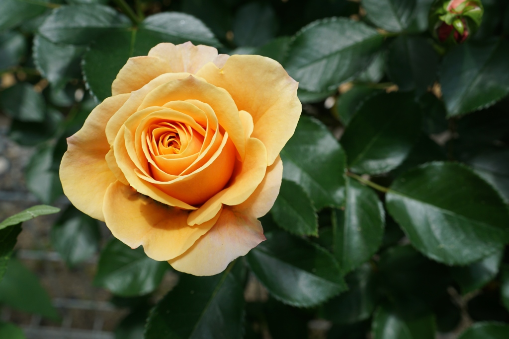 黄薔薇 By Nana0772 Id 写真共有サイト Photohito 黄薔薇 By Nana0772 Id 写真共有サイト Photohito