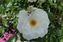 純白薔薇