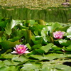 蓮の花