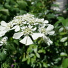 凛として白花