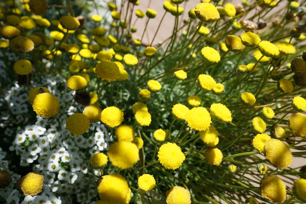 不思議な黄花？