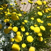 不思議な黄花？